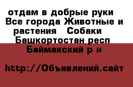 отдам в добрые руки - Все города Животные и растения » Собаки   . Башкортостан респ.,Баймакский р-н